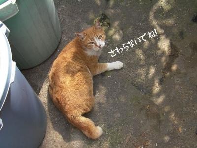 お外猫特集03