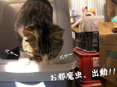 お外猫特集06
