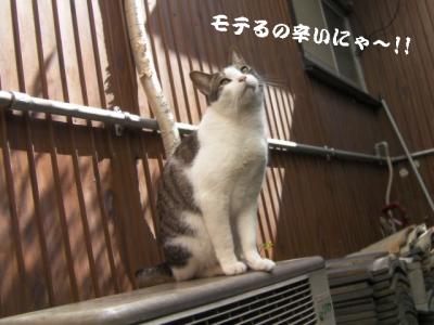 お外猫特集08