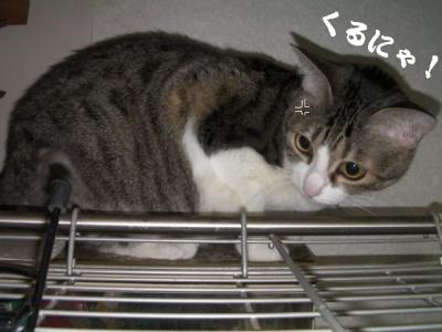 センターかも04