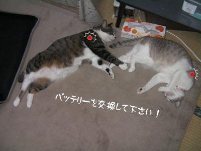 ぽんぽこ04
