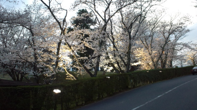 桜ライトアップ