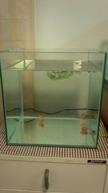 ピンポンパール