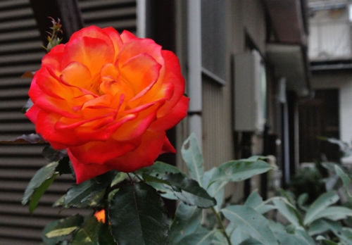 DSC_0895.jpg