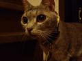 20110718zill.jpg