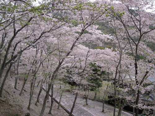 2012春 龍野公園