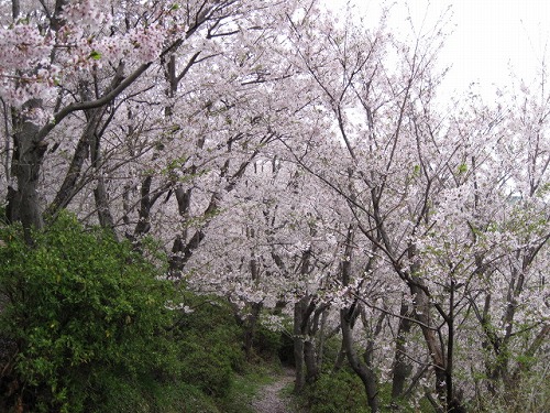 ２０１２春 赤穂東御崎公園