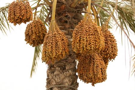 dates.jpg