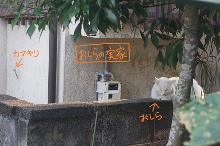 おしらのゴハン待ち