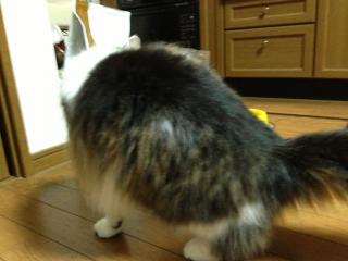 IMG_0107_20130207015544.jpg