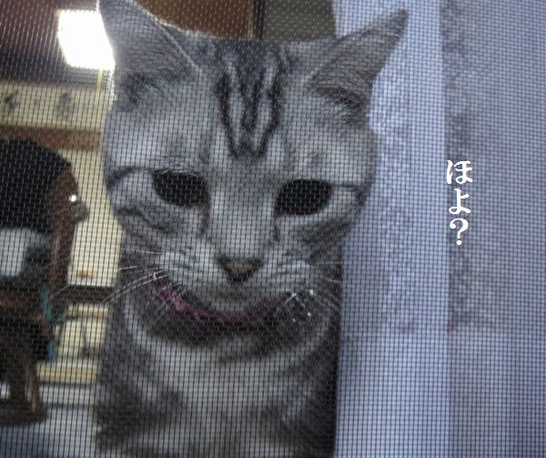 DSC08084.jpg