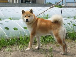 inu.png