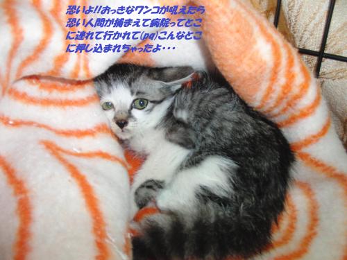 CIMG4462_convert_20131224072312.jpg