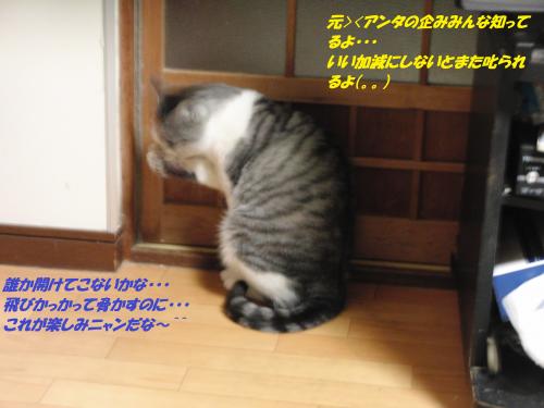 CIMG5523_convert_20131212094806.jpg