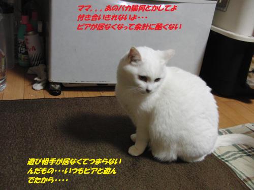 CIMG5525_convert_20131212094832.jpg