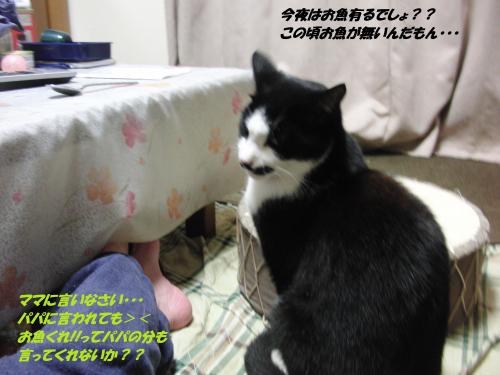 CIMG5526_convert_20131212094847.jpg