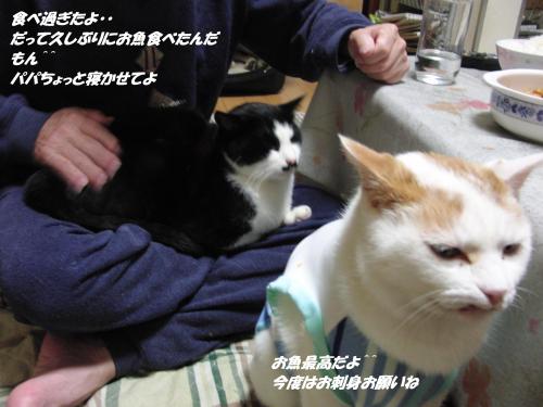 CIMG5529_convert_20131212094913.jpg