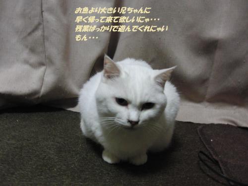 CIMG5531_convert_20131212094939.jpg