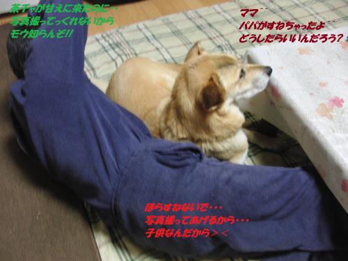 CIMG5532_convert_20131212095308.jpg