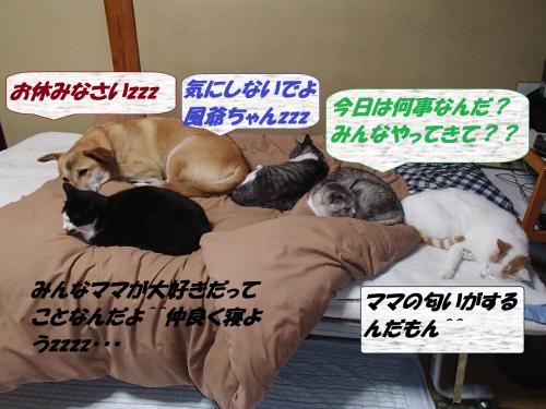 PB175953_convert_20131224064348.jpg