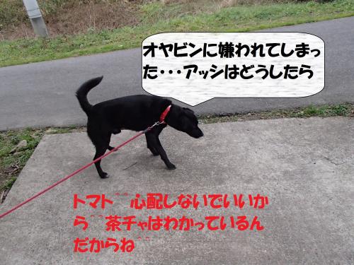 PC176264_convert_20131219055943.jpg