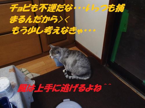 PC196286_convert_20131220082143.jpg