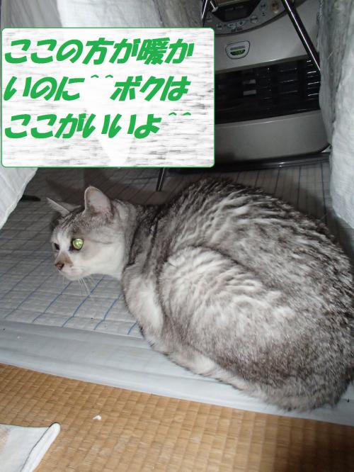 PC206291_convert_20131223071556.jpg