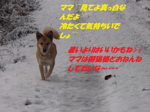 PC206295_convert_20131222082735.jpg
