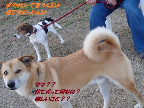 PC256354_convert_20131226075242.jpg
