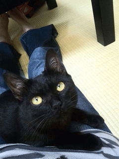 azuki09292.gif