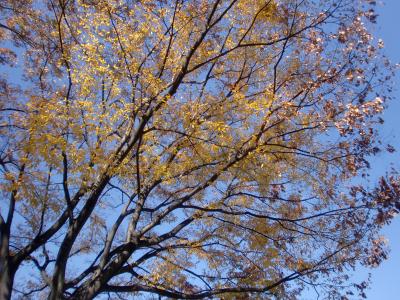 CIMG2202_convert_20131129090230.jpg