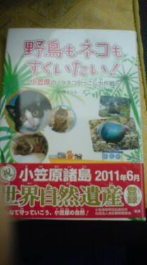 小笠原の野猫