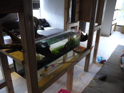 かごにゃん 1号店 水槽