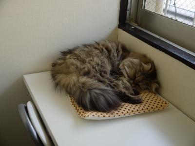 アンシャントン チンチラのミル君