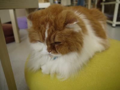 アンシャントン ロングのスコ りょう君