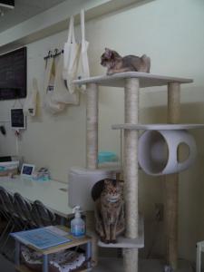 アンシャントン キャットタワー