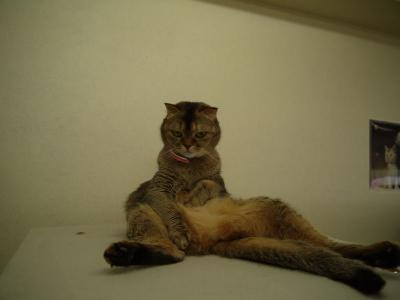 アンシャントン スコ座り