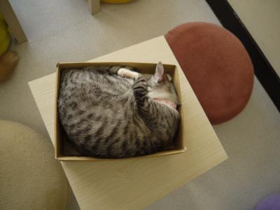 アンシャントン お休み中