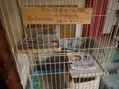 生まれました