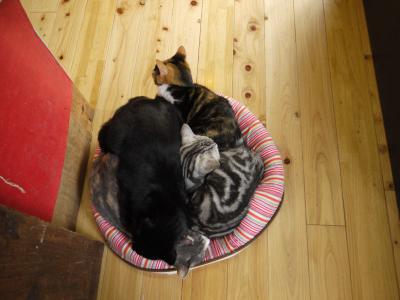 猫団子大