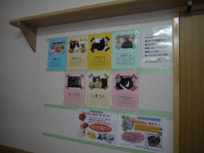 猫ものがたり 猫スタッフ