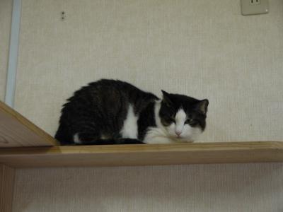猫ものがたり シャイなハチワレちゃん
