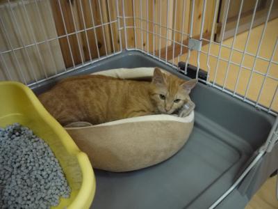 猫ものがたり チャトラちゃん