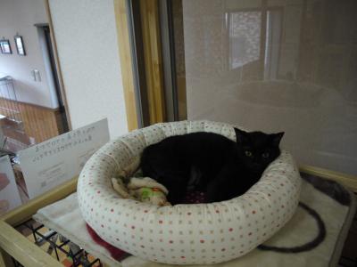 猫ものがたり 黒猫ちゃん