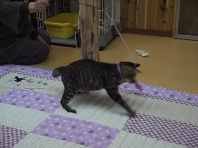 猫ものがたり 遊ぶの大好き