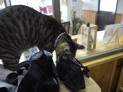 猫ものがたり 興味津々