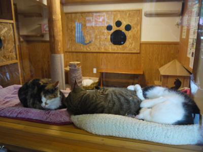 お休み中