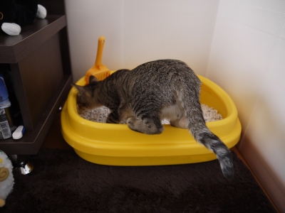 探検中のカール