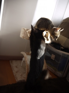 探検中