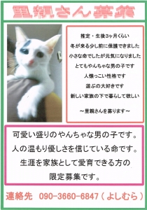 里親募集中の白ちゃん